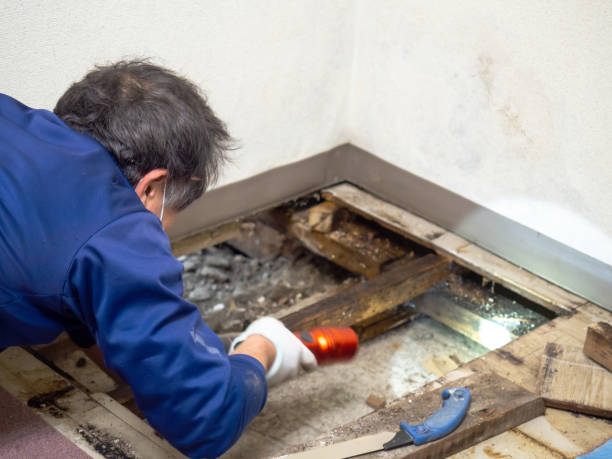 Best Basement Mold Remediation in Albany, LA