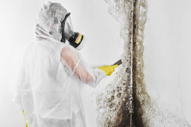 Best Post-Flood Mold Remediation in Albany, LA