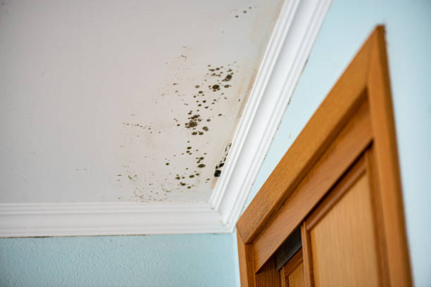 Best Attic Mold Remediation in Albany, LA