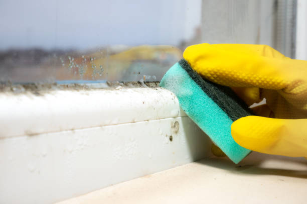 Best Residential Mold Remediation in Albany, LA