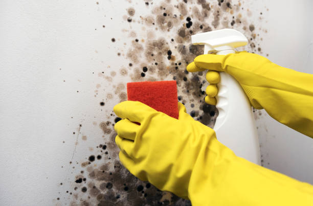Best Mold Remediation for Specific Building Types in Albany, LA