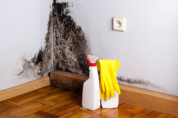 Best DIY Mold Remediation Support Services in Albany, LA