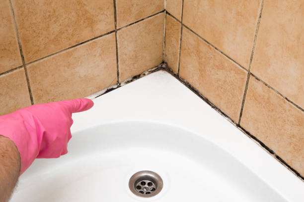 Best Industrial Mold Remediation in Albany, LA